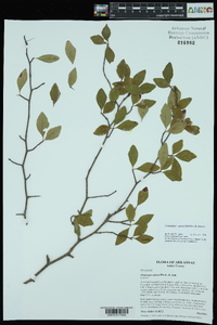 Crataegus opaca image