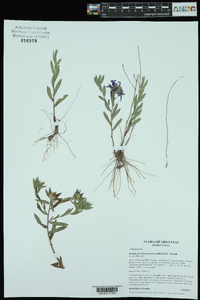 Symphyotrichum pratense image