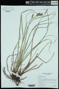 Carex joorii image