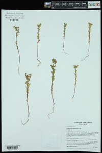 Euphorbia spathulata image