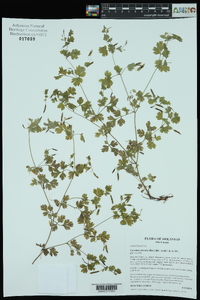 Corydalis flavula image