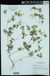 Corydalis flavula image