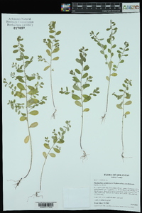 Phyllanthus caroliniensis image