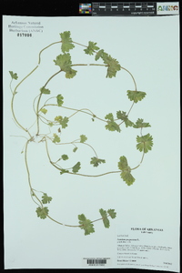 Lamium purpureum image