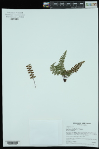 Asplenium bradleyi image