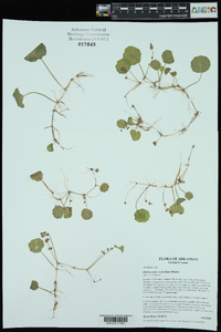 Hydrocotyle verticillata image