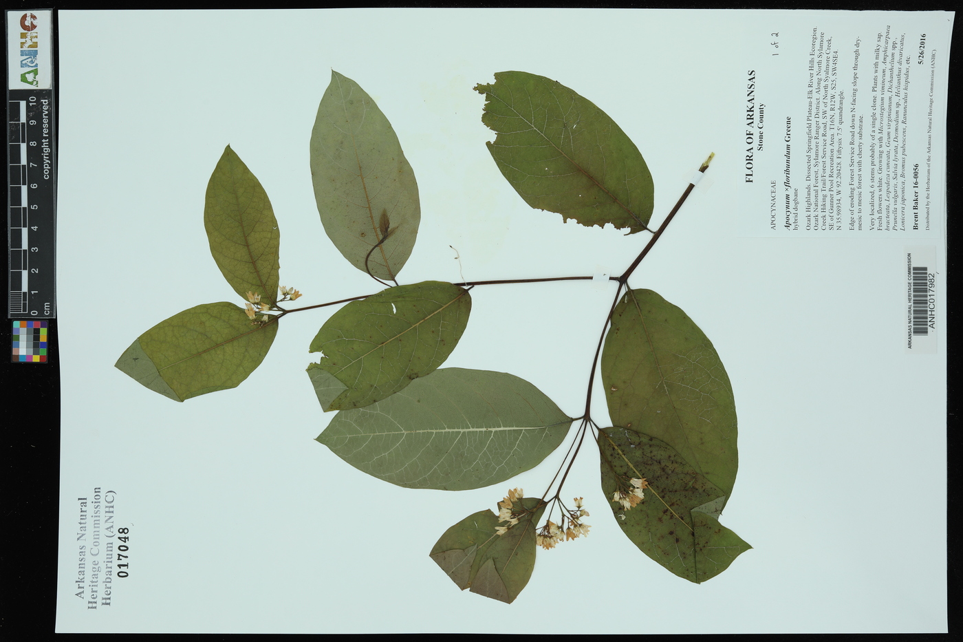 Apocynum ×floribundum image