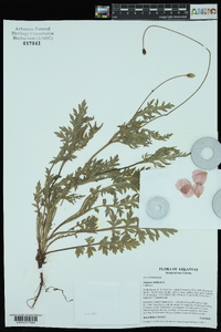 Papaver dubium image