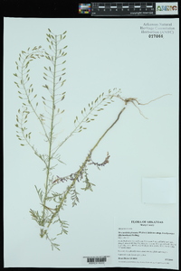 Descurainia pinnata subsp. brachycarpa image