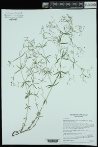 Galium arkansanum image