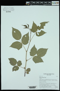 Rubus enslenii image