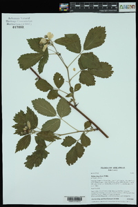 Rubus flagellaris image