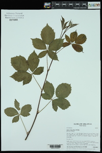 Rubus flagellaris image