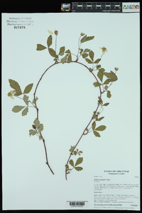 Rubus enslenii image