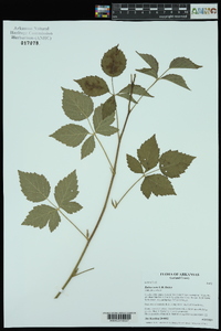 Rubus sons image