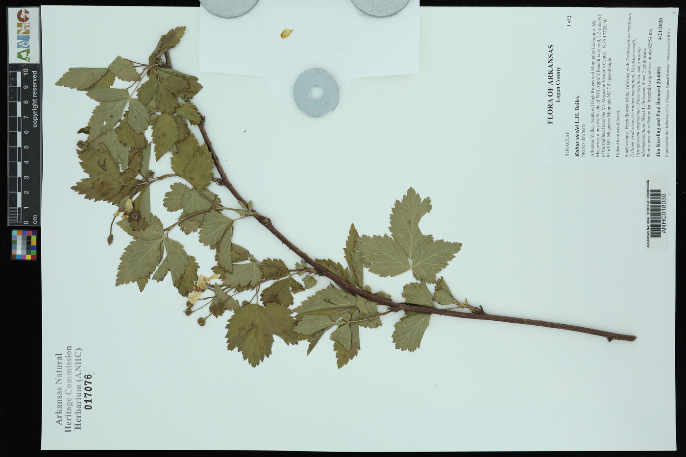 Rubus steelei image