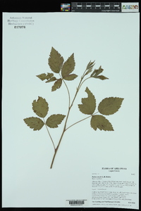 Rubus steelei image