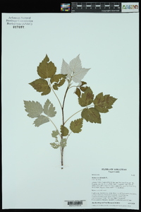 Rubus occidentalis image