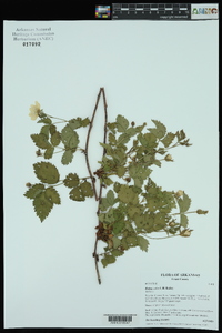 Rubus celer image
