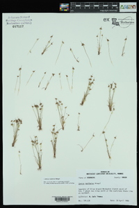 Juncus capitatus image