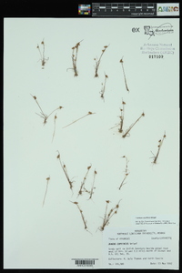 Juncus capitatus image