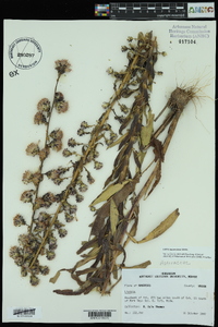 Liatris squarrulosa image