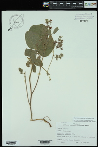 Rhynchosia latifolia image