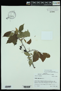 Prunus mexicana image