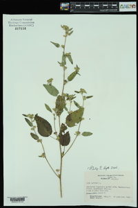 Sida spinosa image