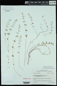 Clinopodium brownei image