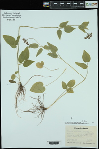 Thaspium trifoliatum image