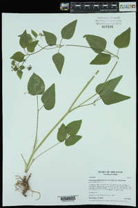 Thaspium trifoliatum var. trifoliatum image