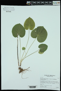 Thaspium trifoliatum var. trifoliatum image