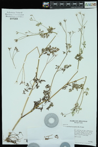 Chaerophyllum procumbens image