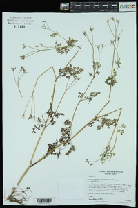 Chaerophyllum procumbens image