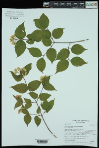 Viburnum rafinesqueanum image