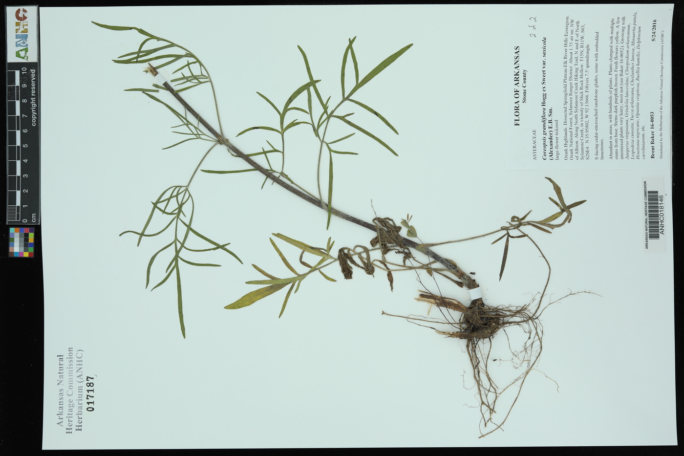 Coreopsis grandiflora var. saxicola image