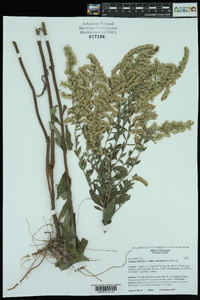 Solidago altissima subsp. altissima image