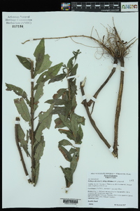 Solidago altissima subsp. altissima image