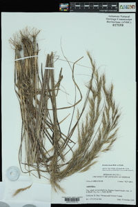 Aristida lanosa image