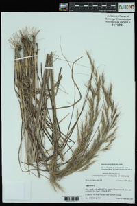 Aristida lanosa image