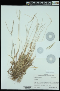 Digitaria ciliaris image