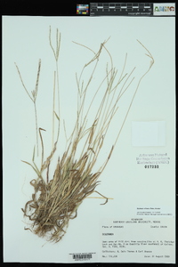 Digitaria ciliaris image