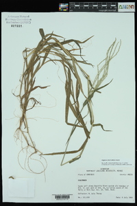 Digitaria ciliaris image