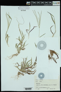 Digitaria ciliaris image