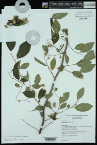 Styrax americanus var. americanus image