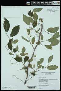 Styrax americanus var. americanus image