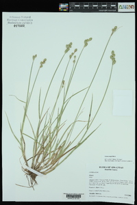 Carex longii image