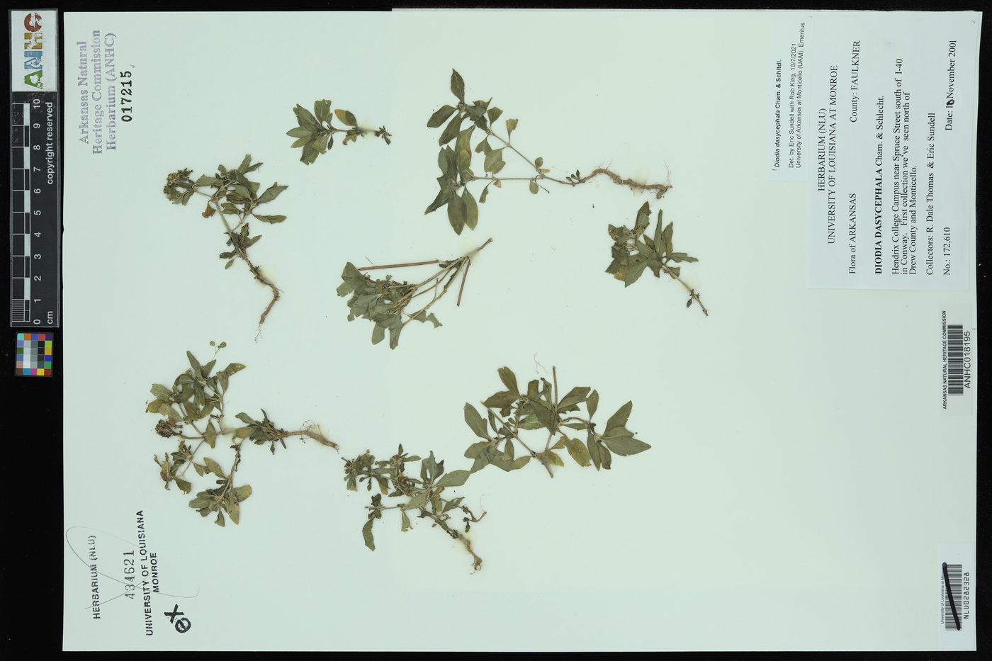 Diodia dasycephala image