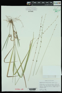 Chasmanthium sessiliflorum image